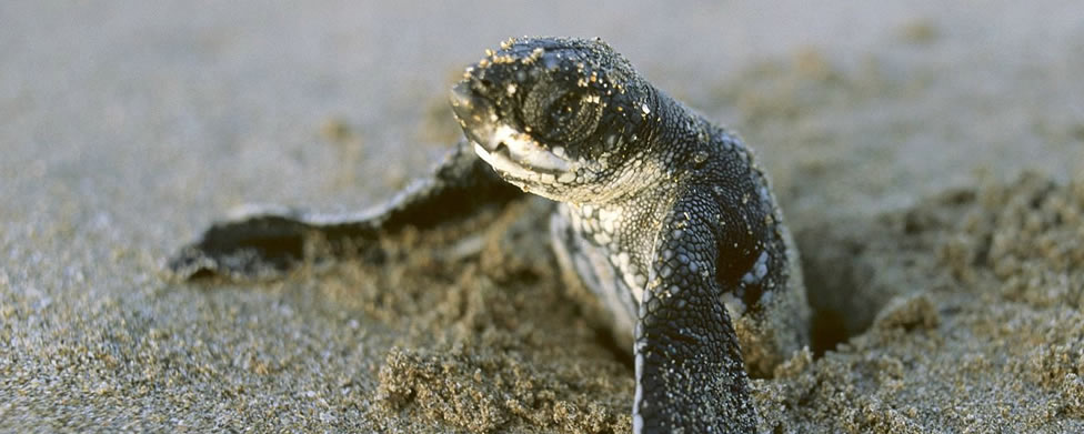 Leatherback Playa Grande