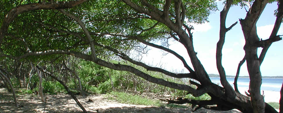 Playa Grande - Costa Rica